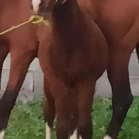 اسب نریون 8ماهه