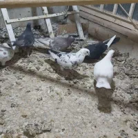 کفتر ۶عدد یکجا|پرنده|کاشان, شهرک فرهنگیان|دیوار