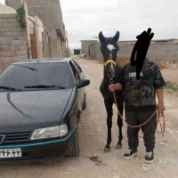 اسب