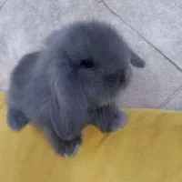بچه خرگوش نژاد لوپ