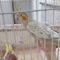 فروش یا معاوزه عروس هلندی باجفت قناری