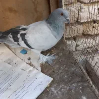 سبز نقره ای