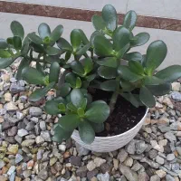 گلهای طبیعی یشم واگلونما کاکتوس صخرهای