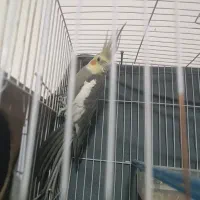 عروس هلندی جفت|پرنده|قوچان, |دیوار