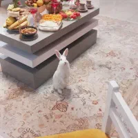 فرش ۹متری کرم طرح هخامنشی جدید|فرش|قائمشهر, |دیوار