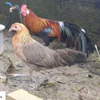 مرغ و خروس فونیکس