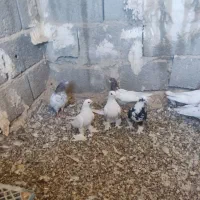 کبوتر|پرنده|اسکو, |دیوار