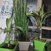 گل دیفن و|گل و گیاه طبیعی|یاسوج, |دیوار