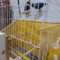 طوطی.کوتوله|پرنده|زبرخان, |دیوار