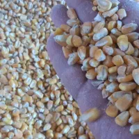 خرید فروش عمده گندم جو سبوس ذرت و۰۰
