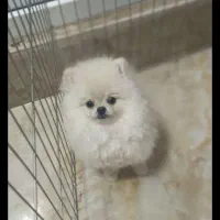 سگ پامر خرسی|سگ|پرند, فاز ۵|دیوار