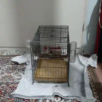 سهره سه سال قفس برای فروش|پرنده|قم, وادی السلام|دیوار