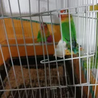 طوطی  برزیلی سبز کوتوله اپال فیشر البینو|پرنده|اصفهان, شهرک صنعتی امیرکبیر (شاپور جدید)|دیوار