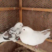 کفتر کبوتر|پرنده|گلستان (تهران), |دیوار