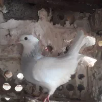 طوقی ابی ماده