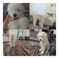 سگ انگل تراپی