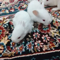 خرگوش|موش و خرگوش|گرگان, |دیوار