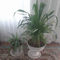 گل پاندانوس ابلق|گل و گیاه طبیعی|تربت جام, تیپ ۳۸ زرهی تربت جام|دیوار