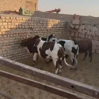 گوساله چاق
