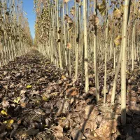 صنوبر نیگرا ترکیه اصل|خدمات باغبانی و درختکاری|سنندج, |دیوار