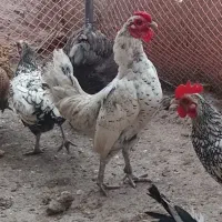 خروس سبرایت اصل