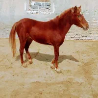 کره ۳ساله مادیان