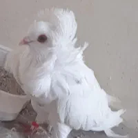 کبوترزینتی نرمست مست بسیارسرحال