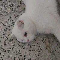 گربه پیشی|گربه|اراک, |دیوار