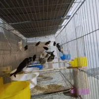 فنچ بنگالی و فنچ نرگسی جاوا