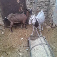 سه راس بز زارچ