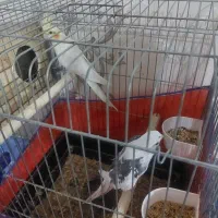 یه جفت عروس هلندی نر وایت فیس