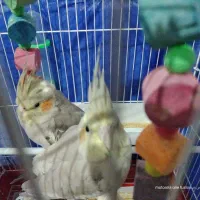 عروس هلندی دستی و رام|پرنده|بومهن, |دیوار