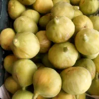 انجیر