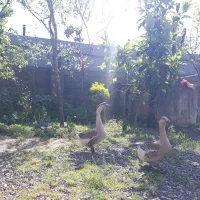 غاز ماده سنگین وزن و قو غاز نر آفریقایی