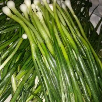 پیازچه خشک  و تازه|خوردنی و آشامیدنی|قم, حاج خلیل|دیوار