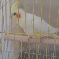 قفس عروس هلندی|لوازم جانبی حیوانات|یزد, |دیوار