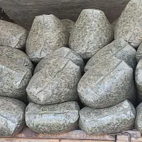 پخش ذرت علوفه