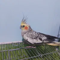 عروس هلندی ماده معاوضه با قناری نر بخون