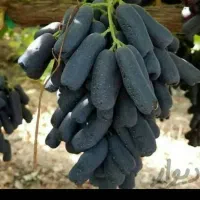 بدون واسطه و مستقیم از نهالستان بخرید|خدمات باغبانی و درختکاری|اصفهان, آزادگان|دیوار