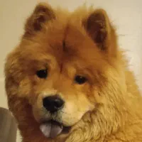 سگ محدود گلدیس گم شد|سگ|شاهین‌شهر, شهرک گلدیس|دیوار