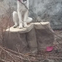 سگ سرابی اصل|سگ|ایجرود, |دیوار