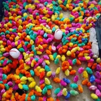 جوجه رنگی تکی ب قیمت عمده