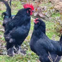 مرغ و خروس مرندی