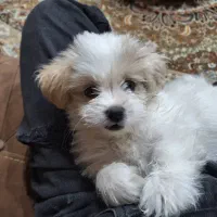 فروش توله سگ شیتزو