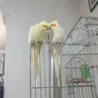 عروس هلندی مولد