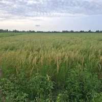 زمین-کشاورزی-2800-متر-خشکبیجار