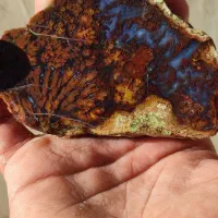 گل آتشی ناب