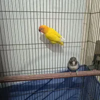 طوطی کوتوله نیمه رام