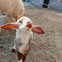 بره|حیوانات مزرعه|ازگله, |دیوار