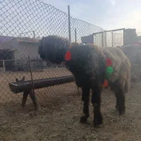 شاه قوچ اصلی